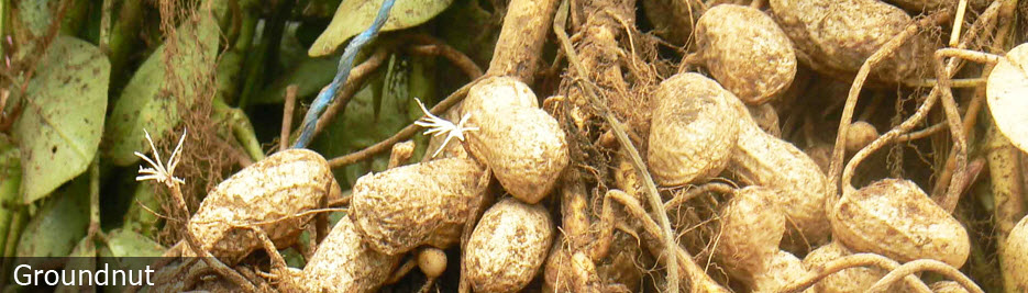 Oilseeds Groundnut