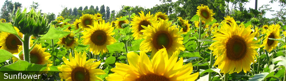 Oilseeds Sunflower